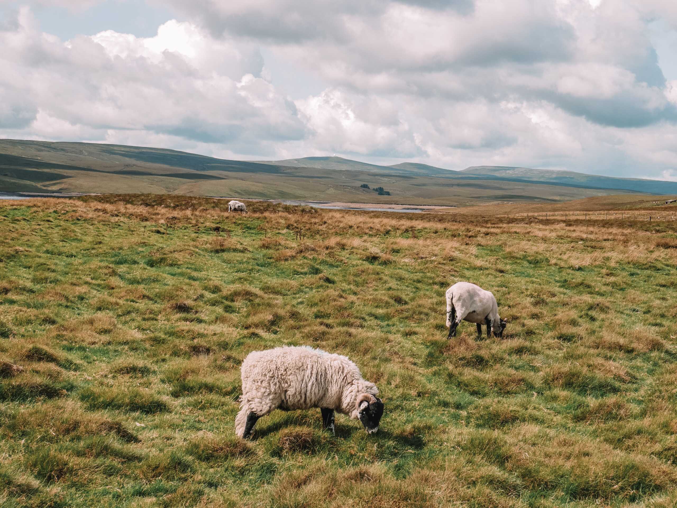 sheep