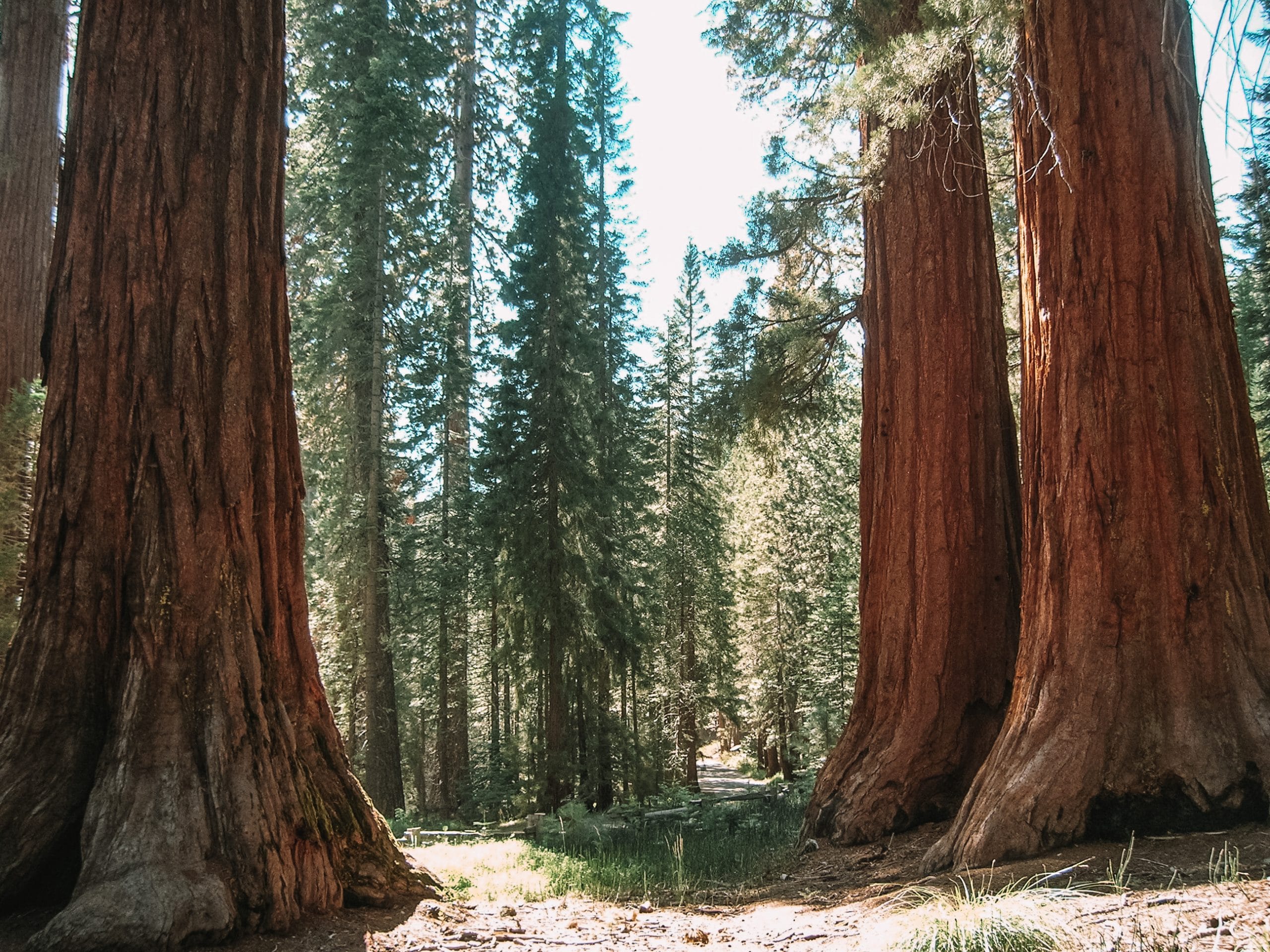 Mariposa, Yosemite, California
