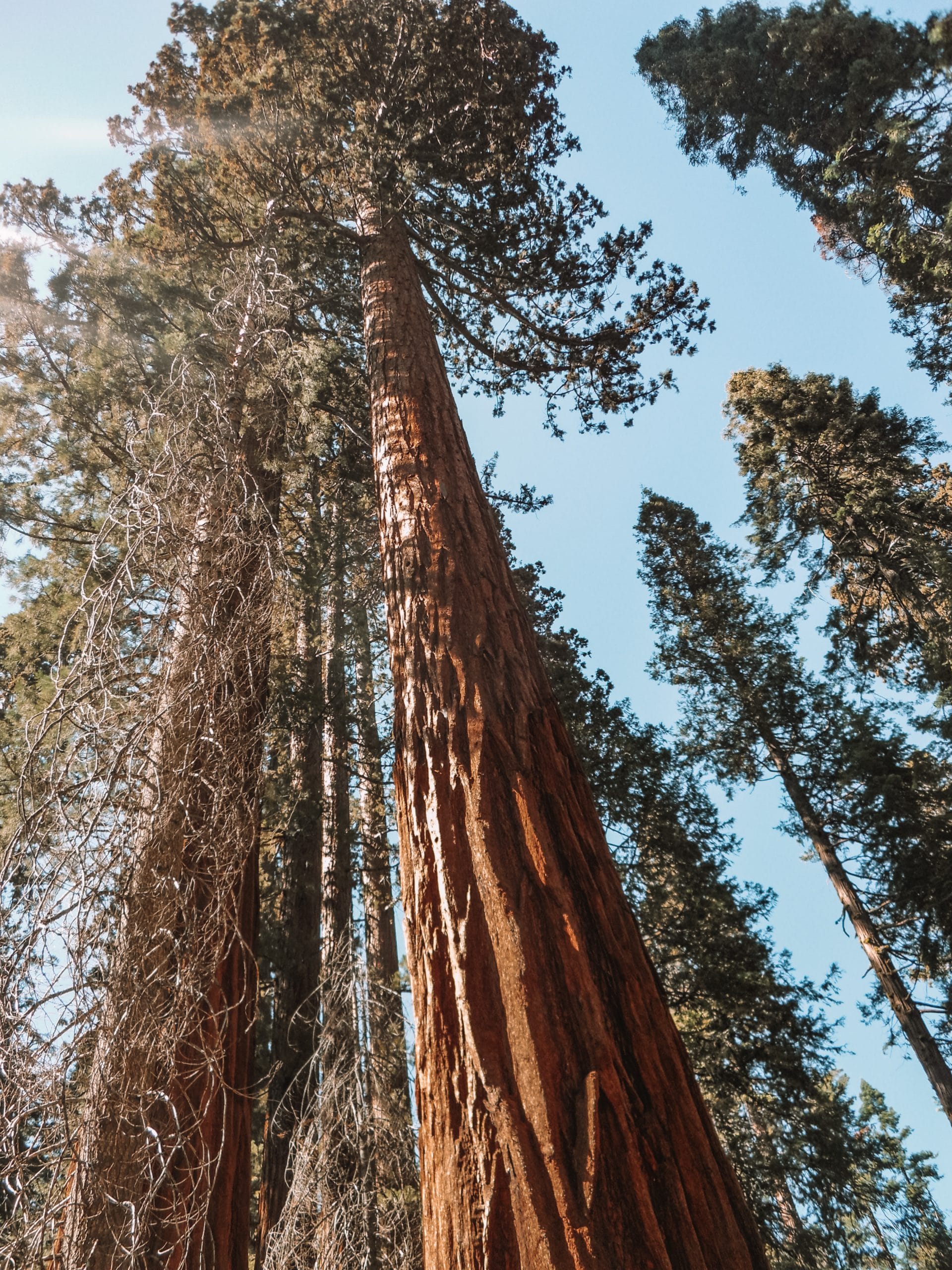 Mariposa, Yosemite, California
