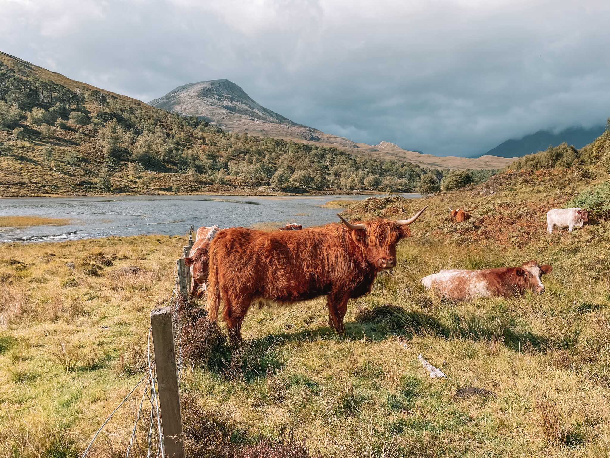 Highland Cattle