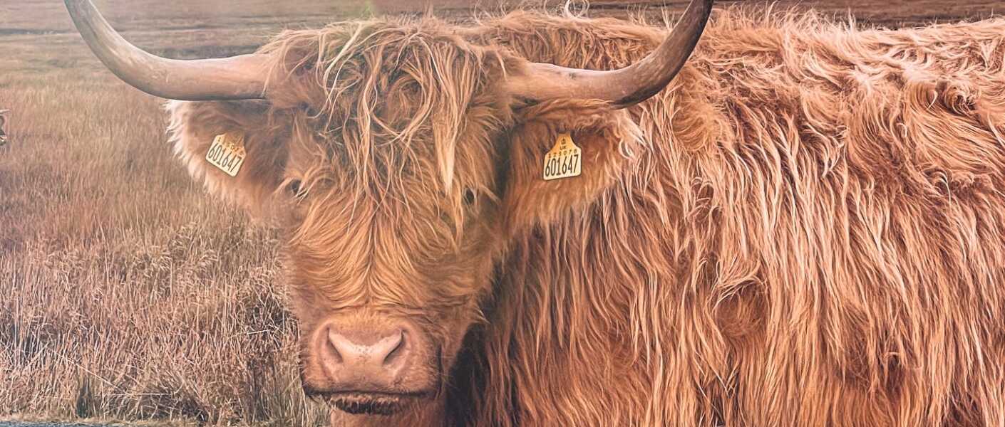 Highland Cattle