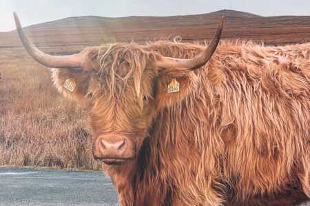 Highland Cattle