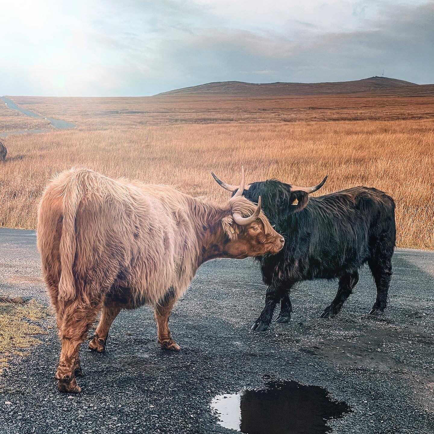 Highland Cattle