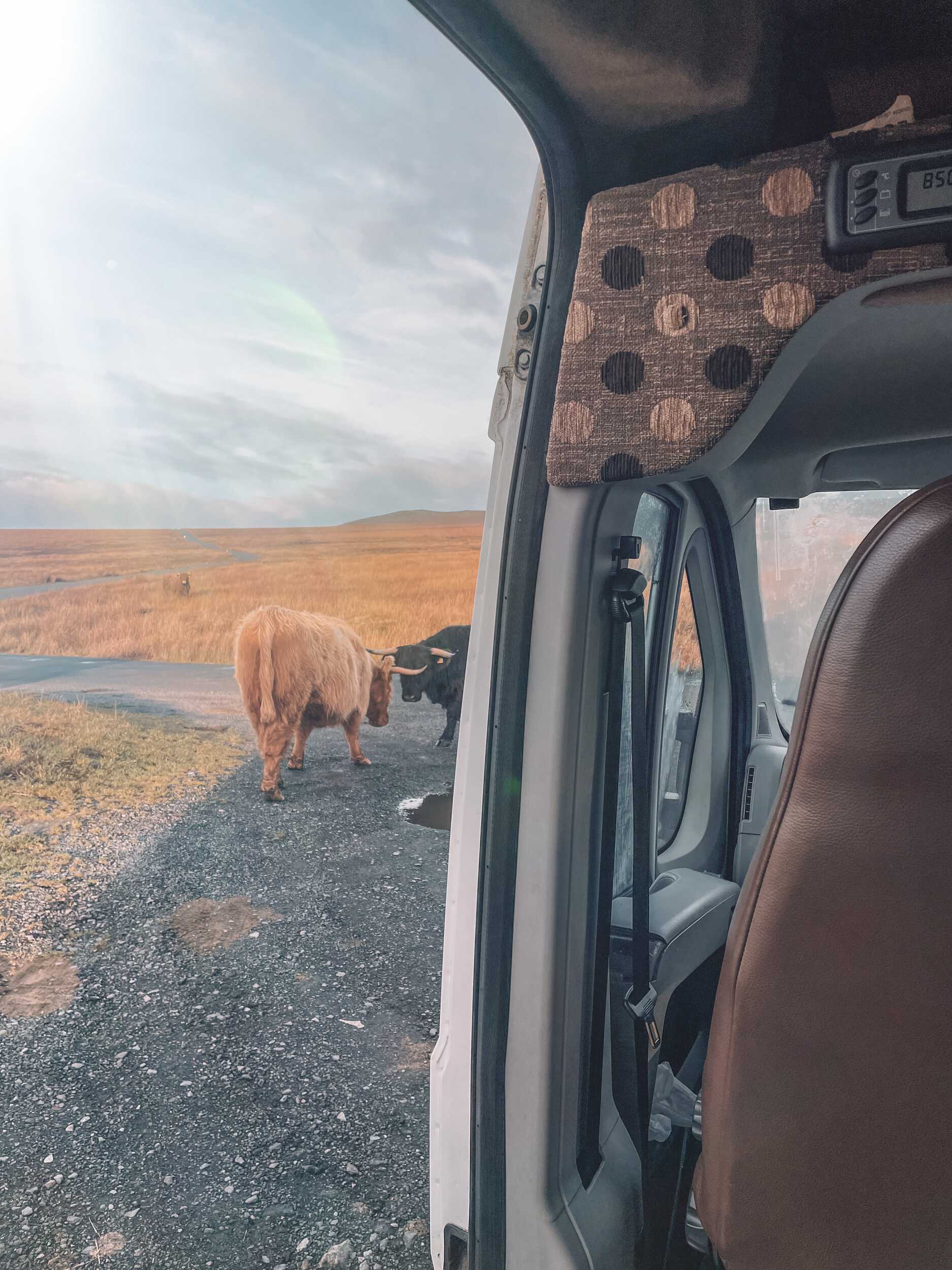 Highland Cattle