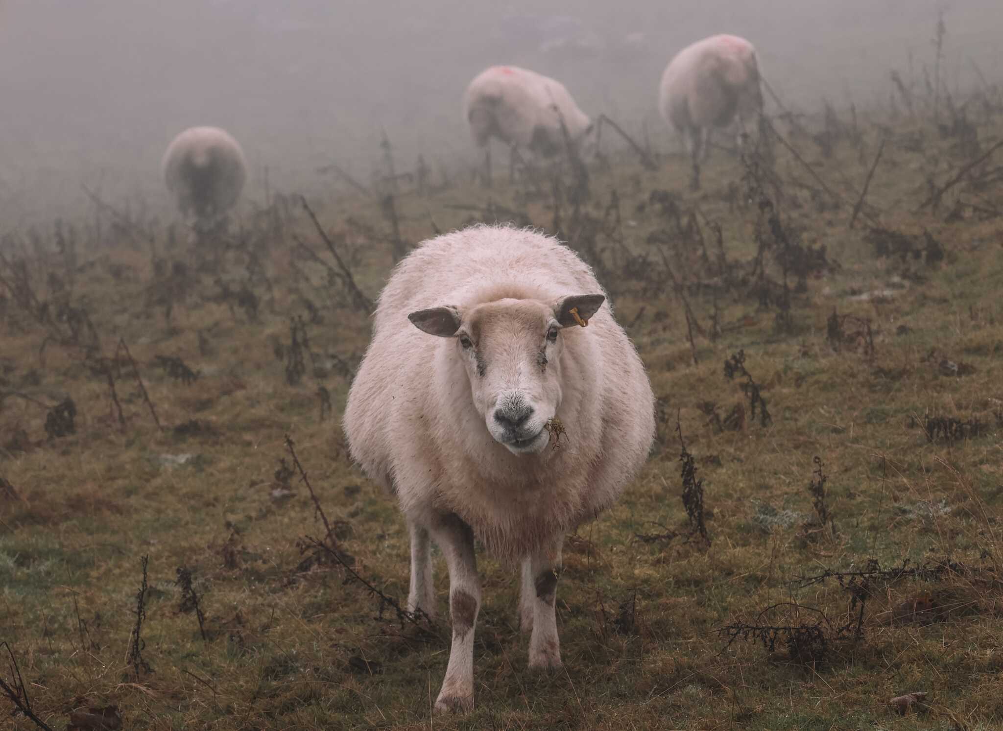sheep