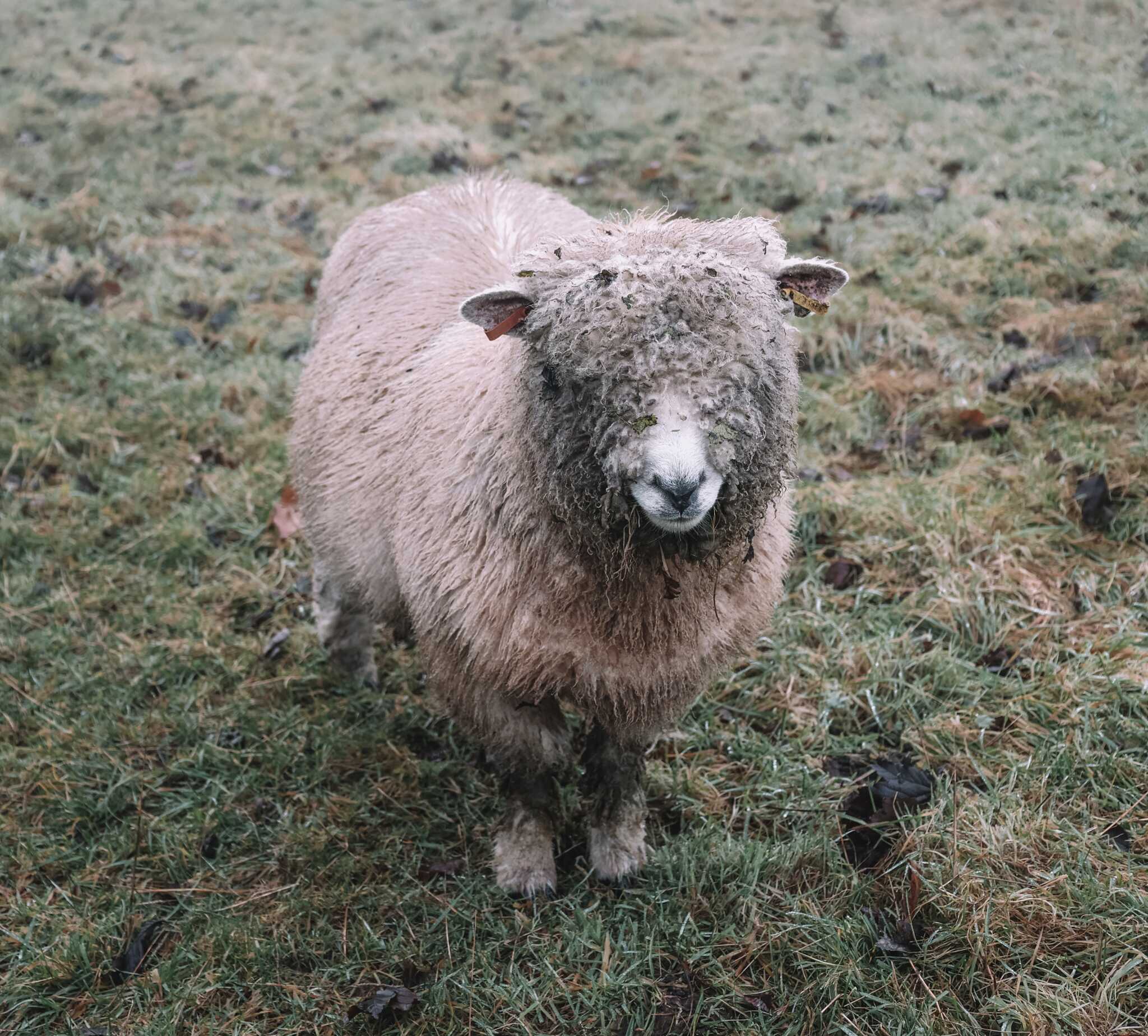 Sheep
