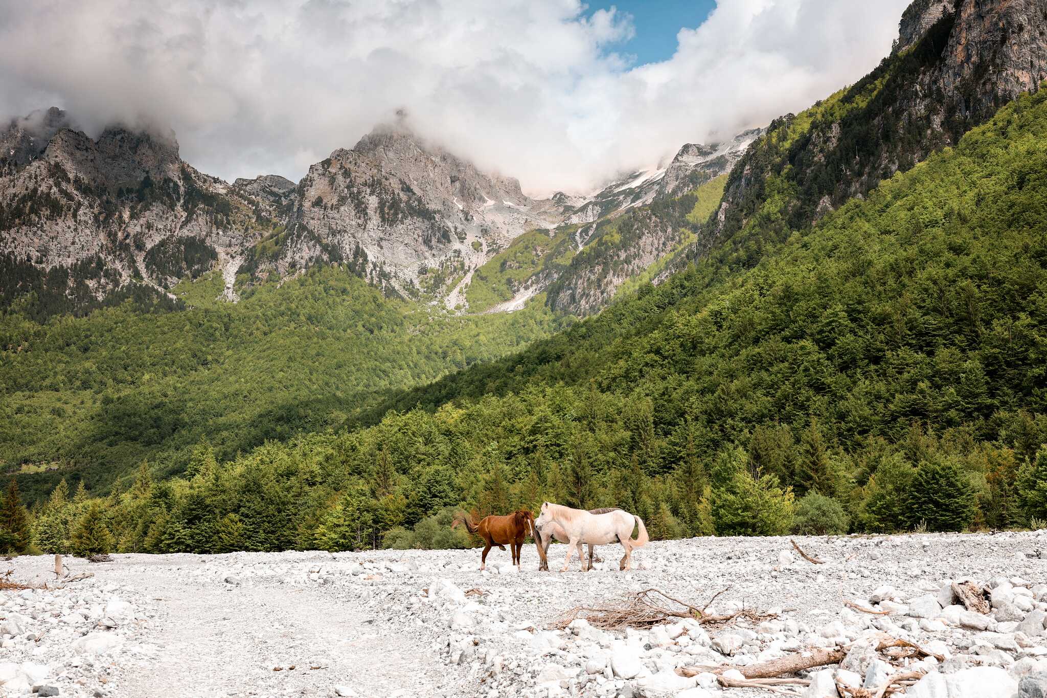 horses