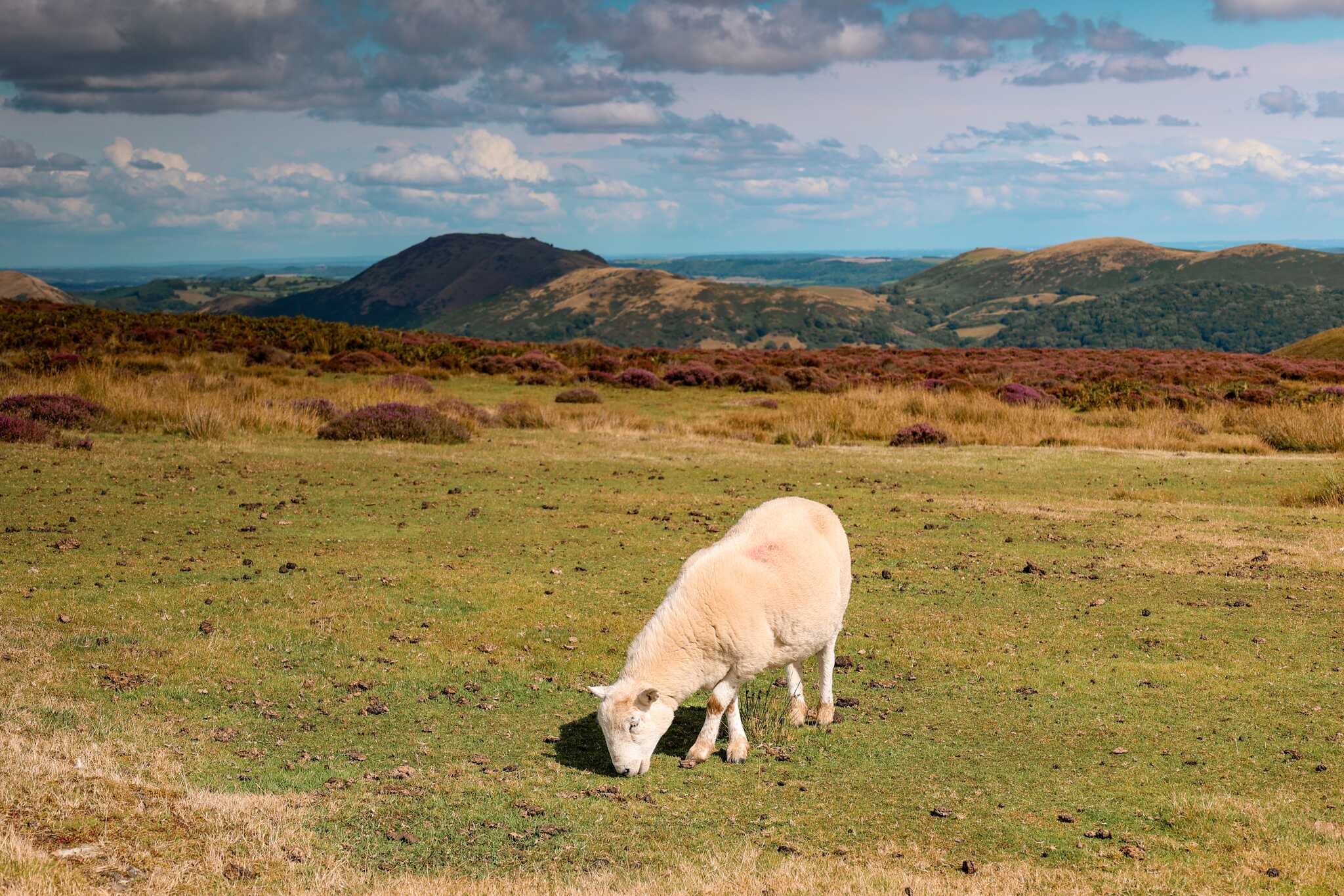 Shropshire Hills