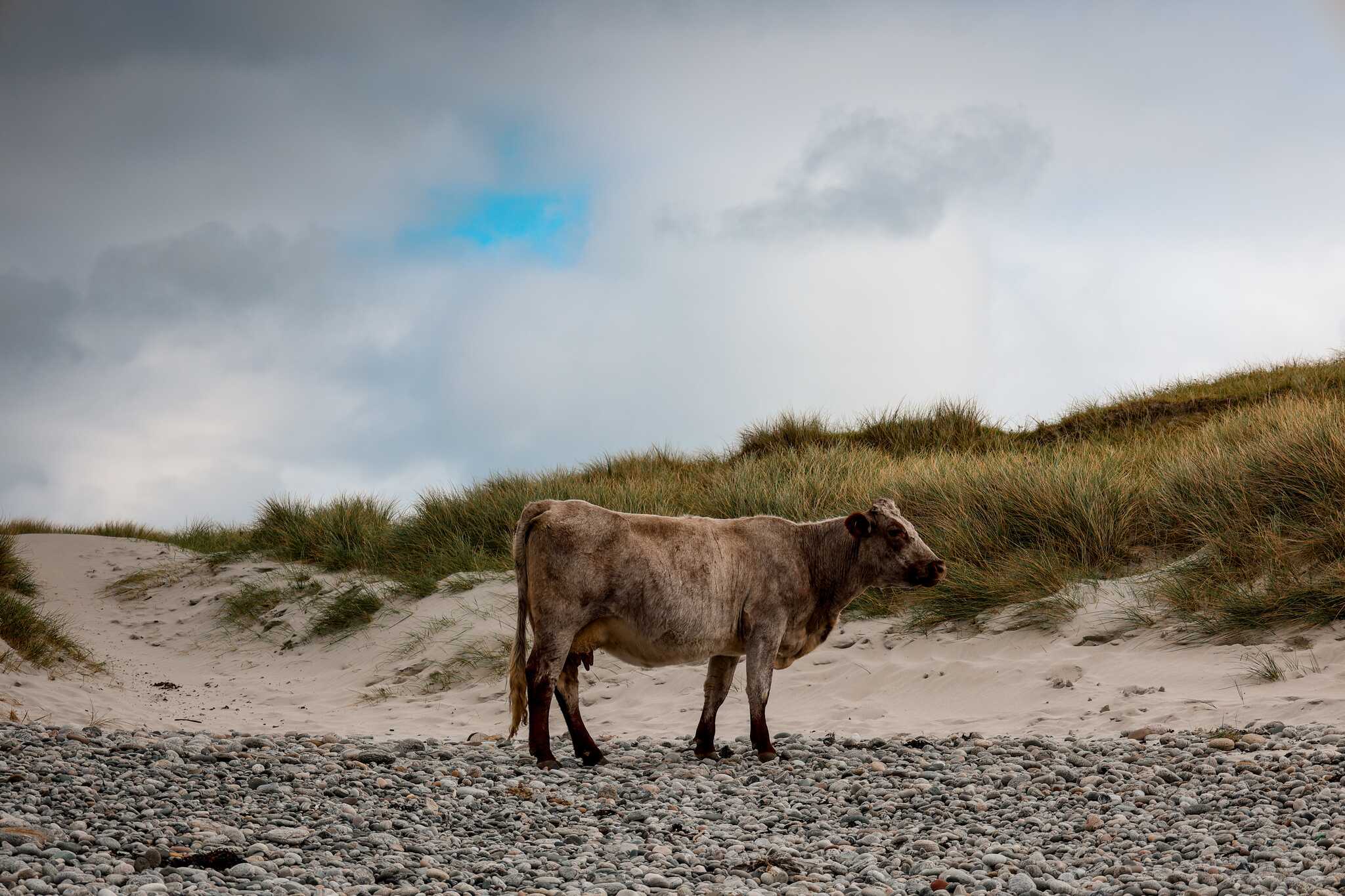 cow