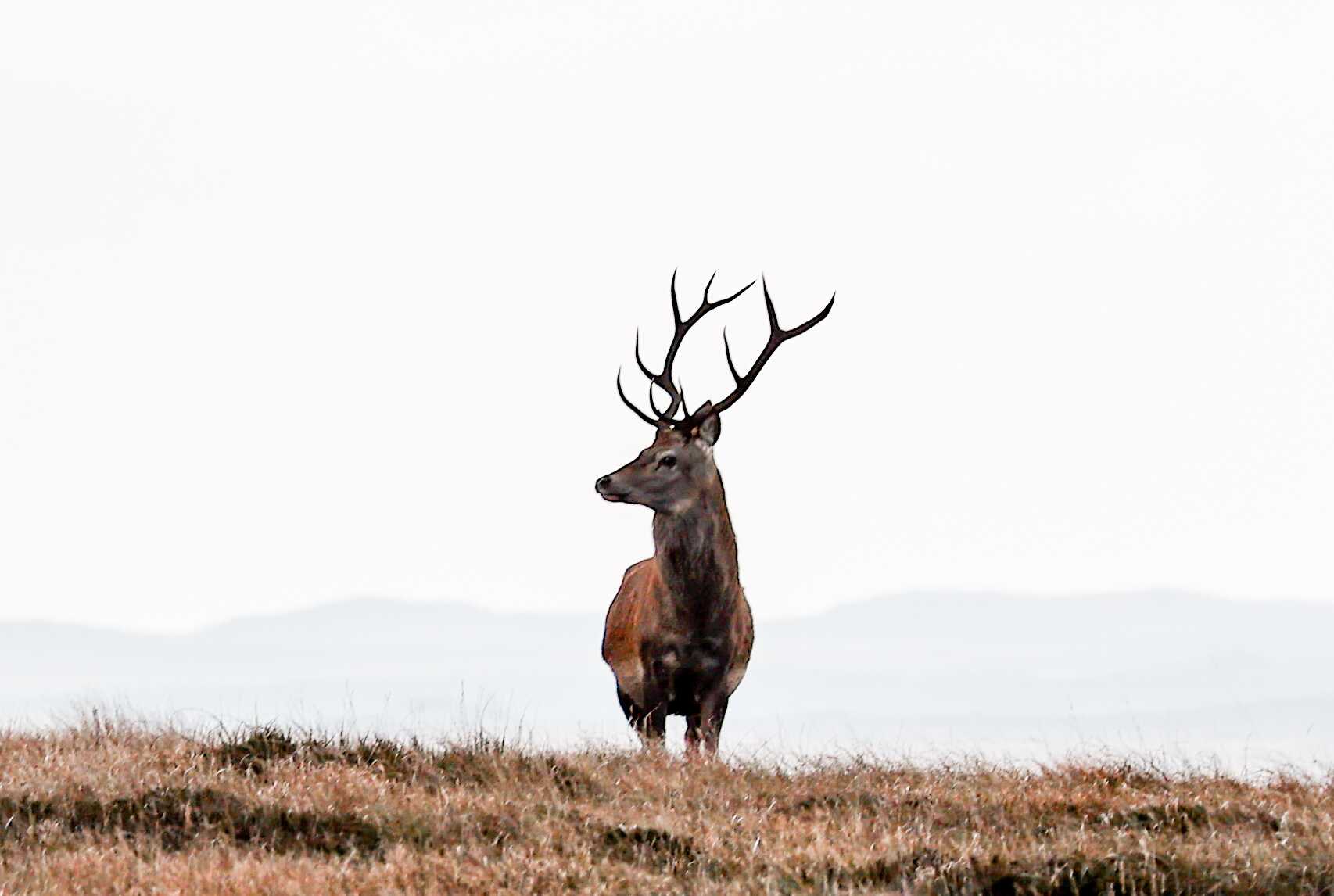 stag