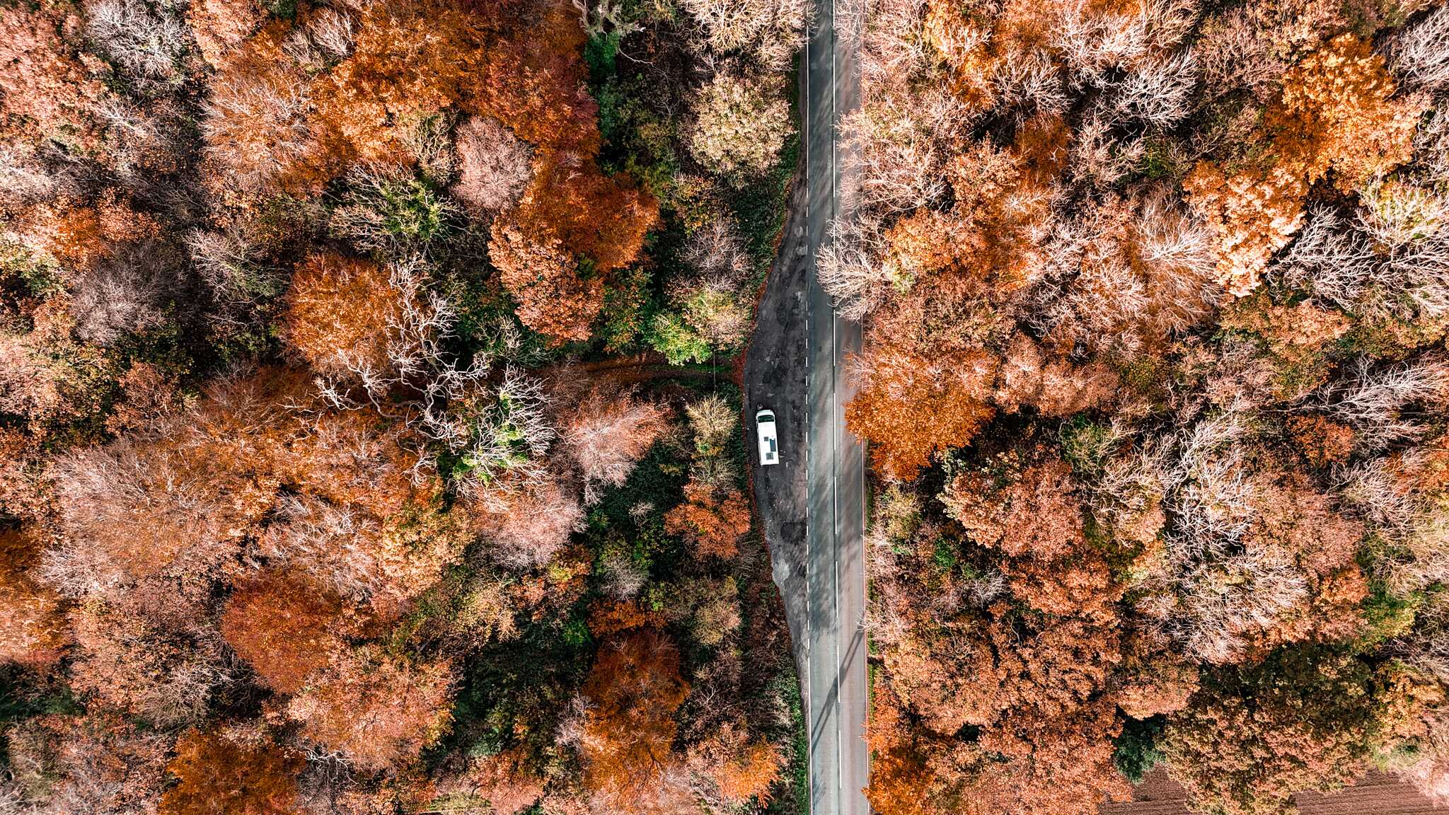 Autumn