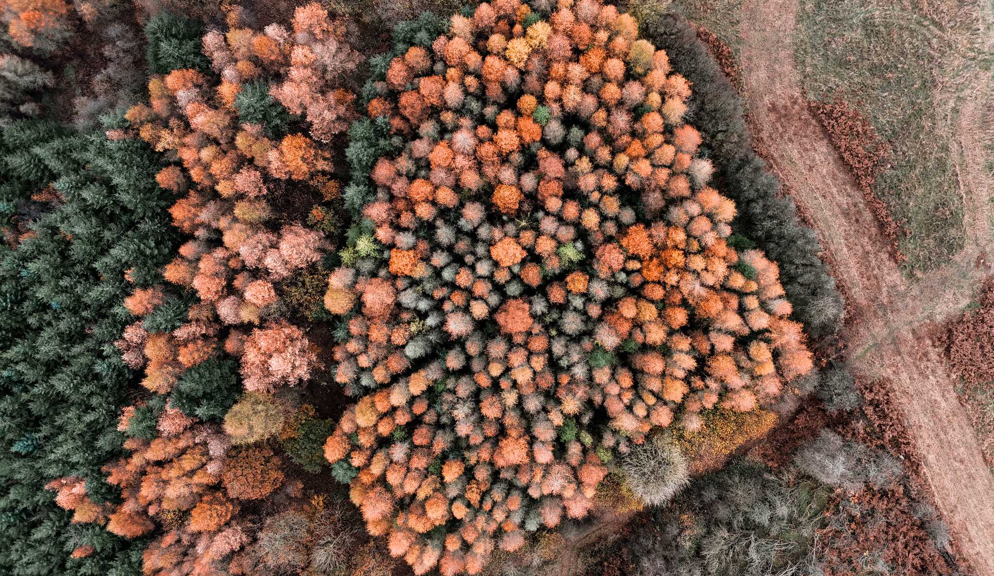 autumn