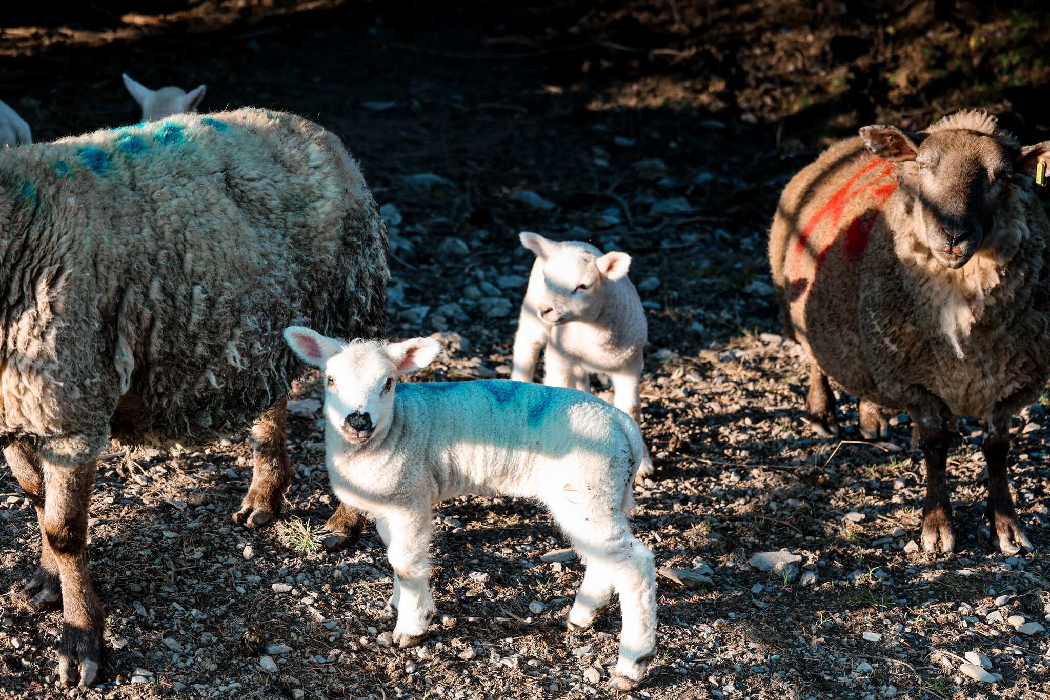 lambs