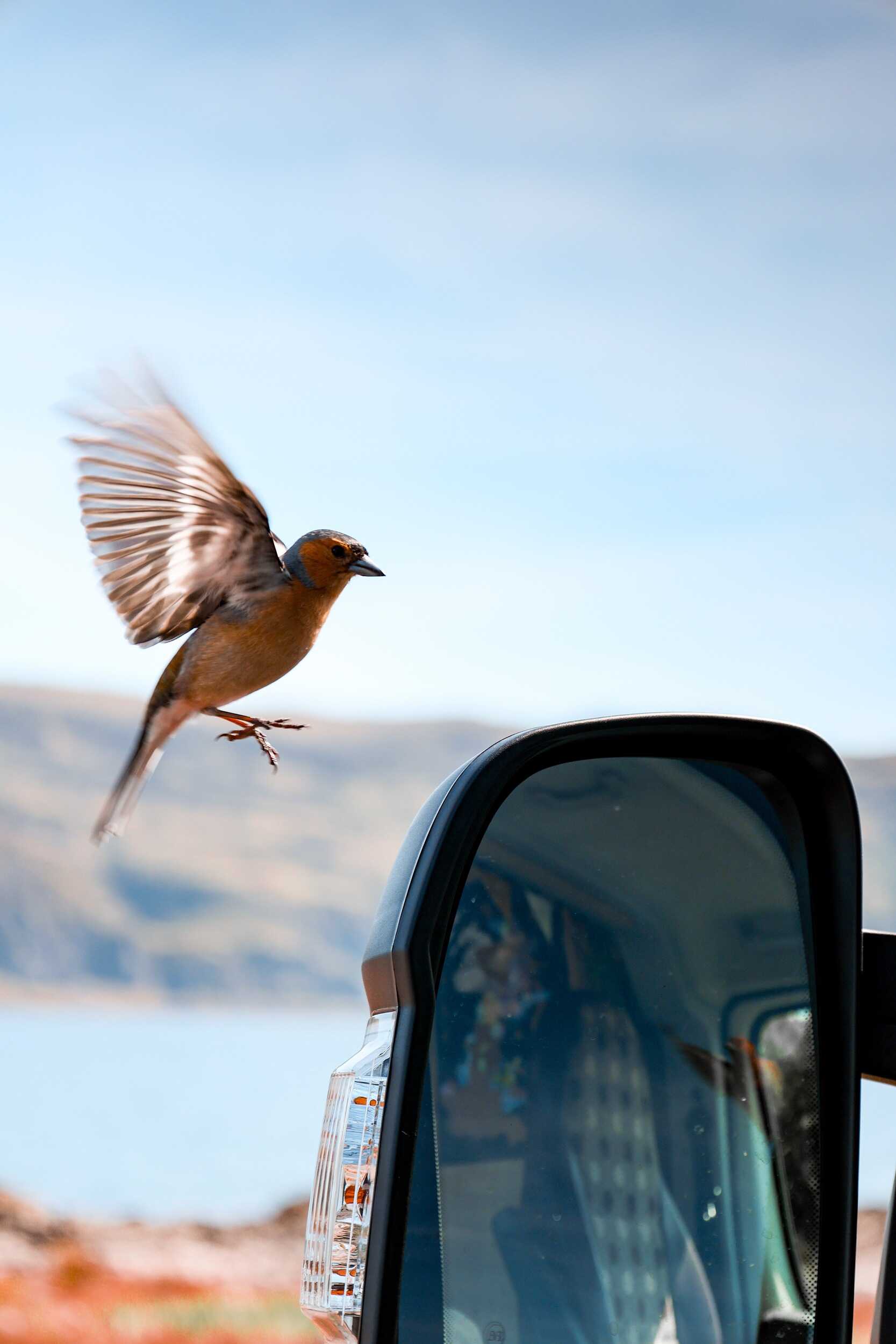 bird