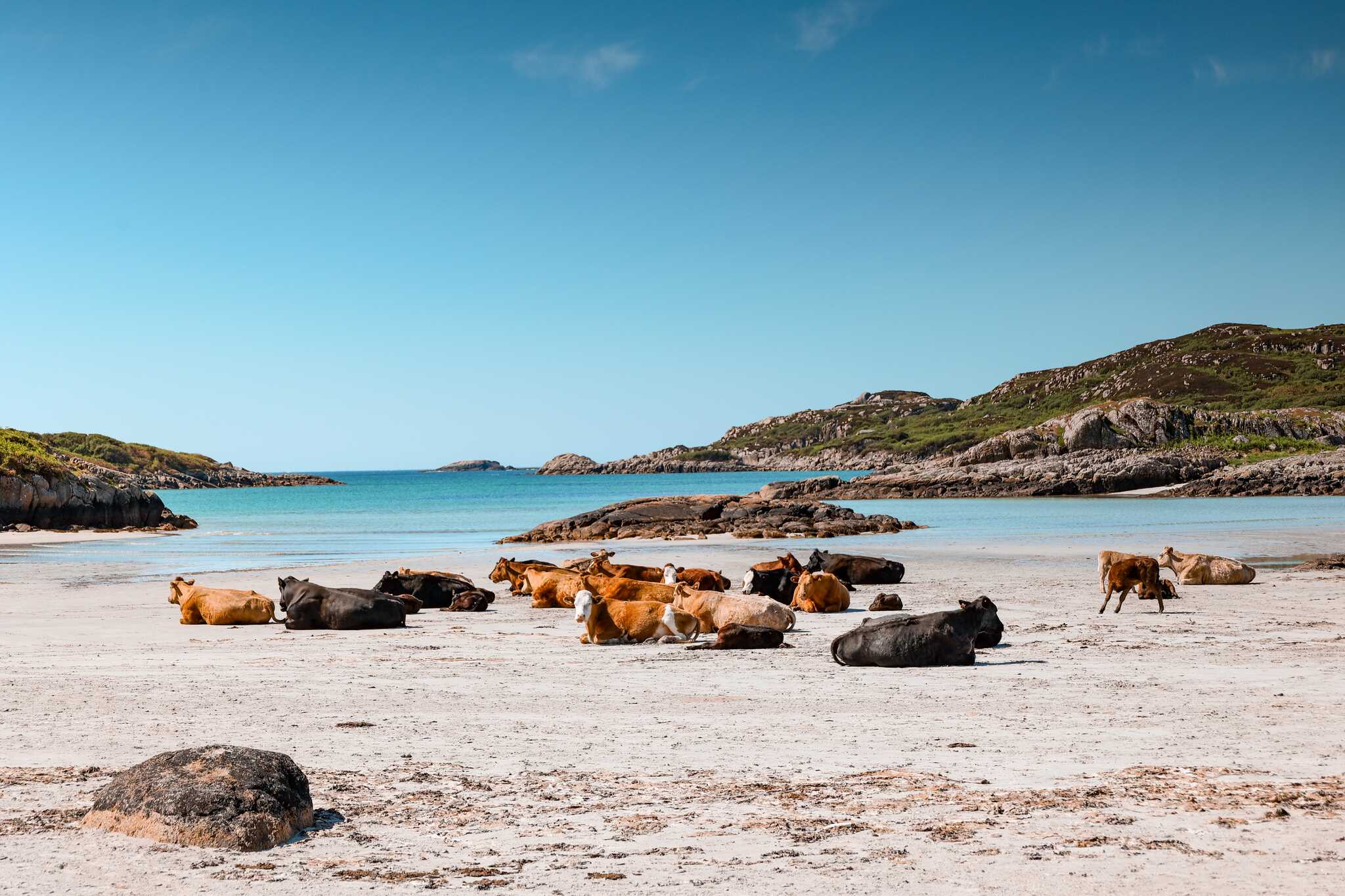 cows on the beach