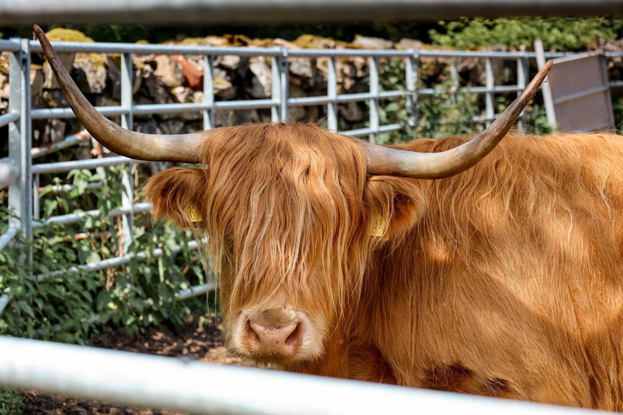 Highland Cattle