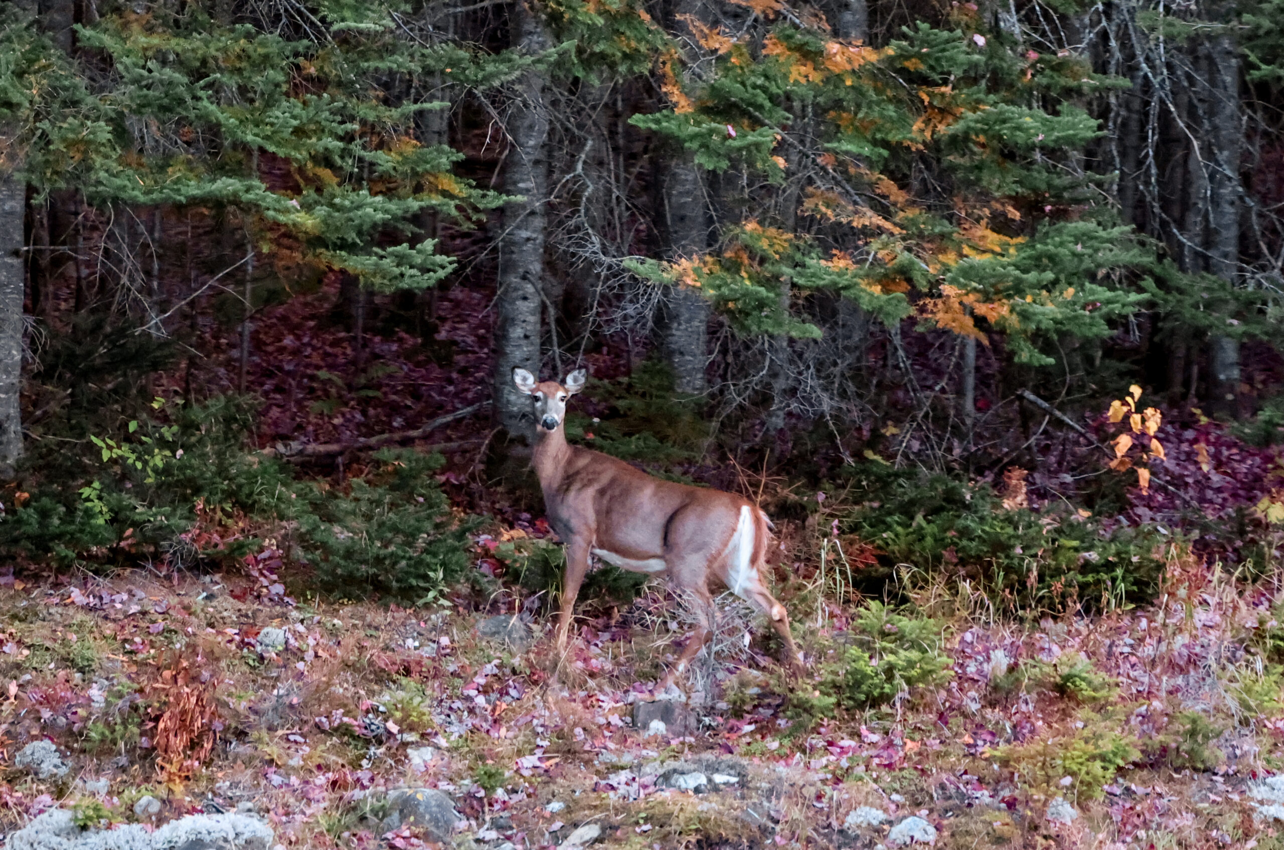 deer