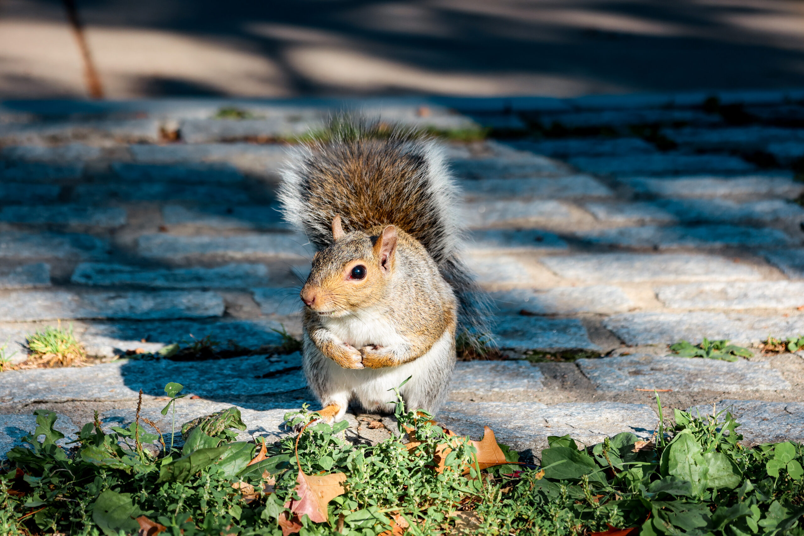 Squirrel