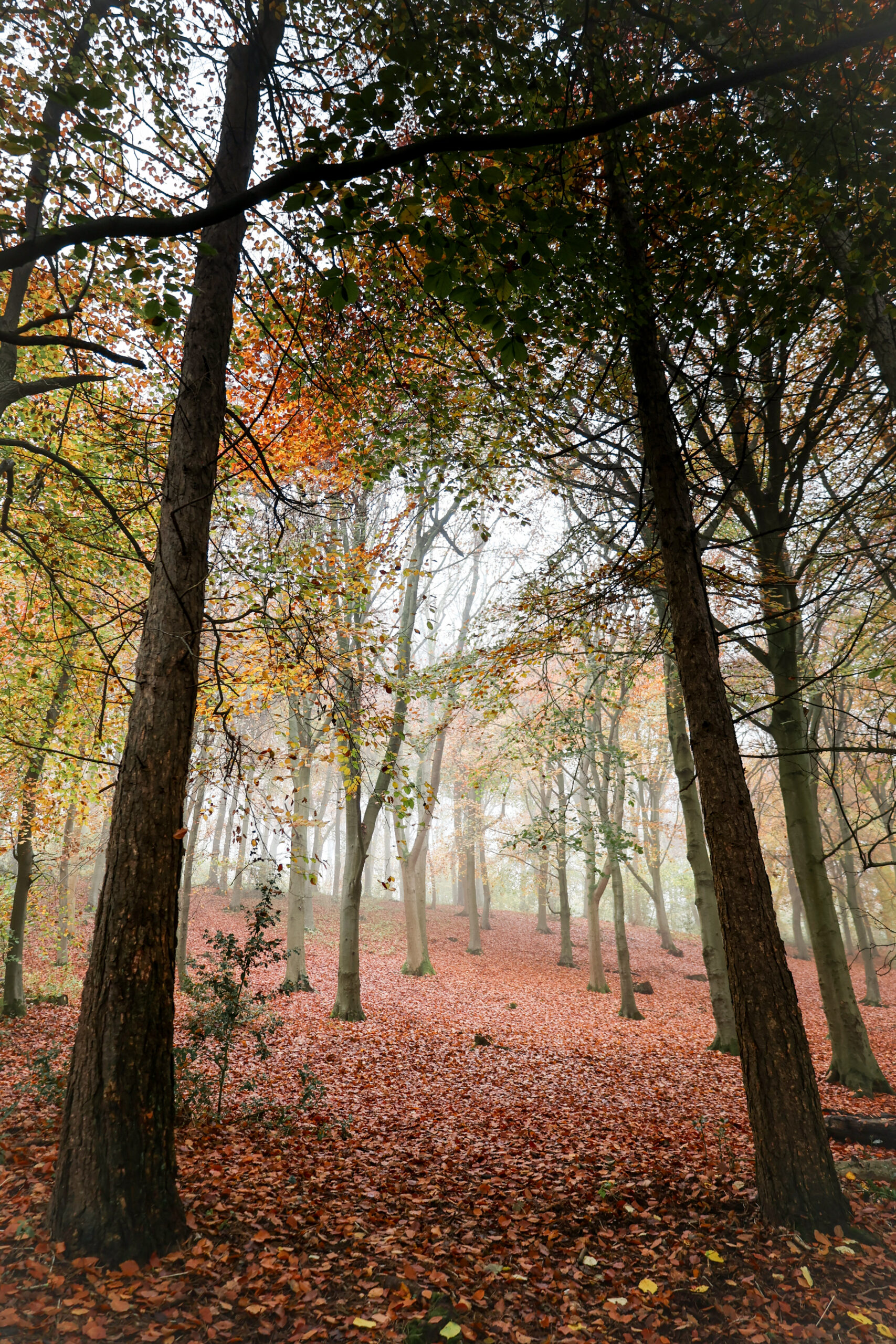 Autumn colours in the Yorkshire