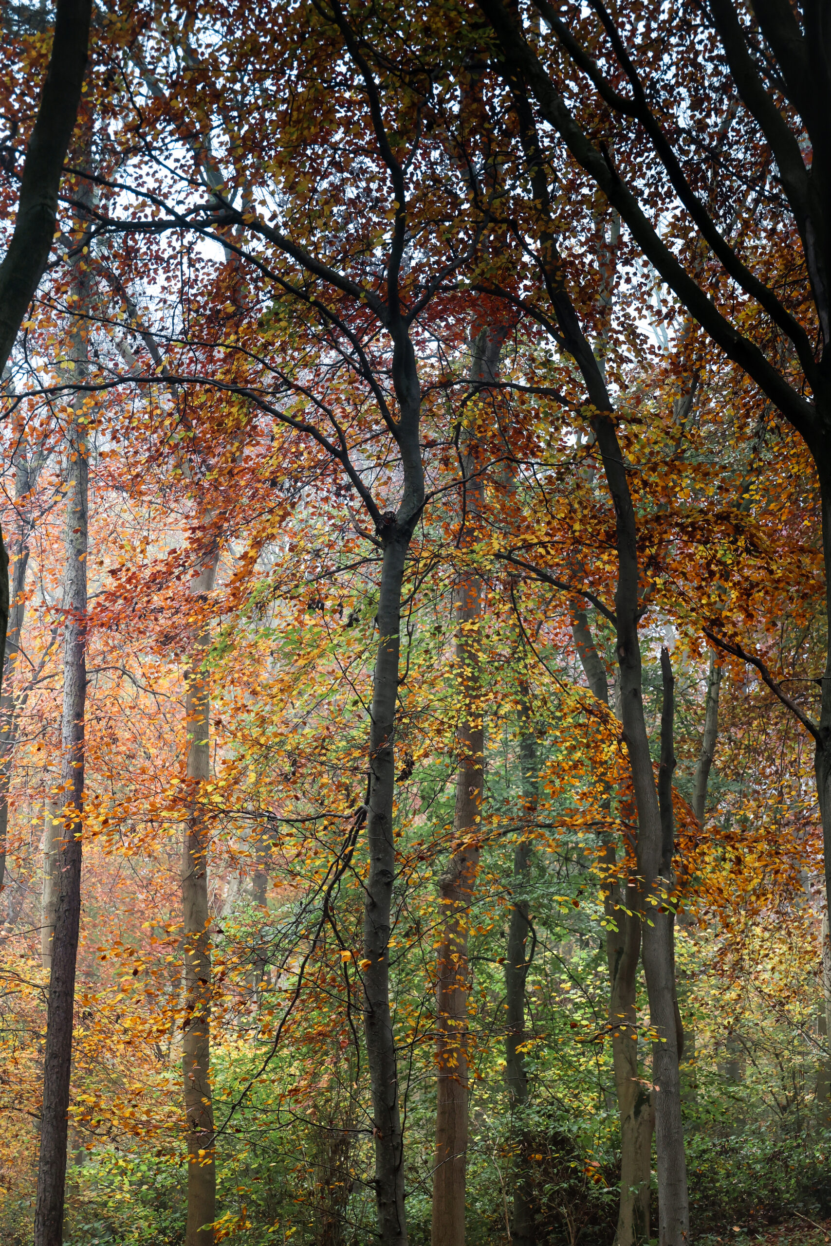 Autumn colours in Yorkshire
