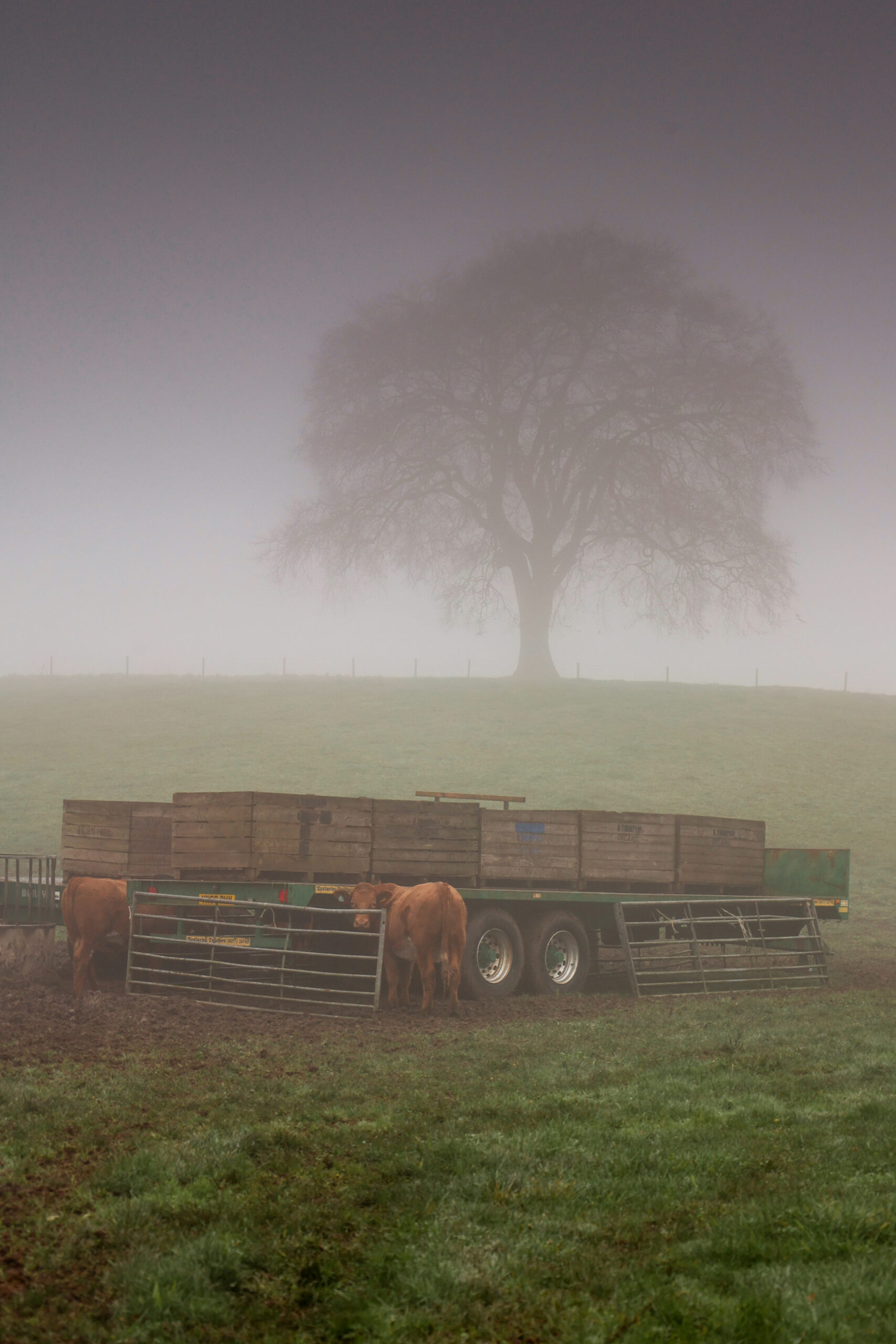 foggy field full of cattle