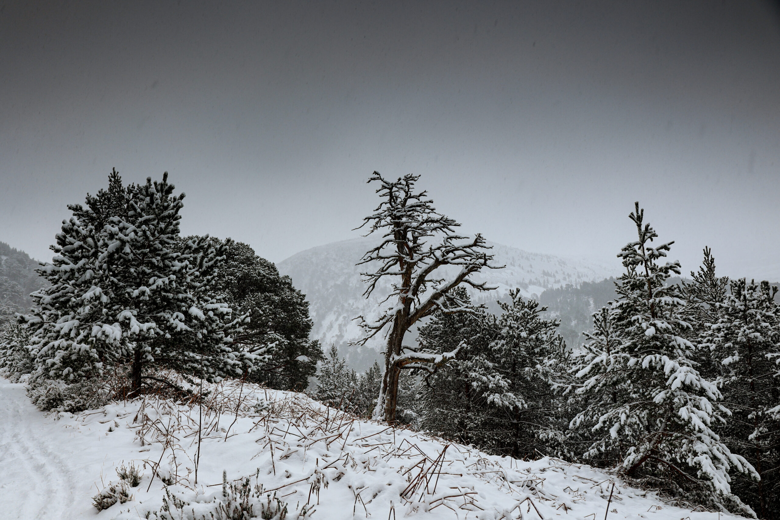 snow scenes in the Cairngorms