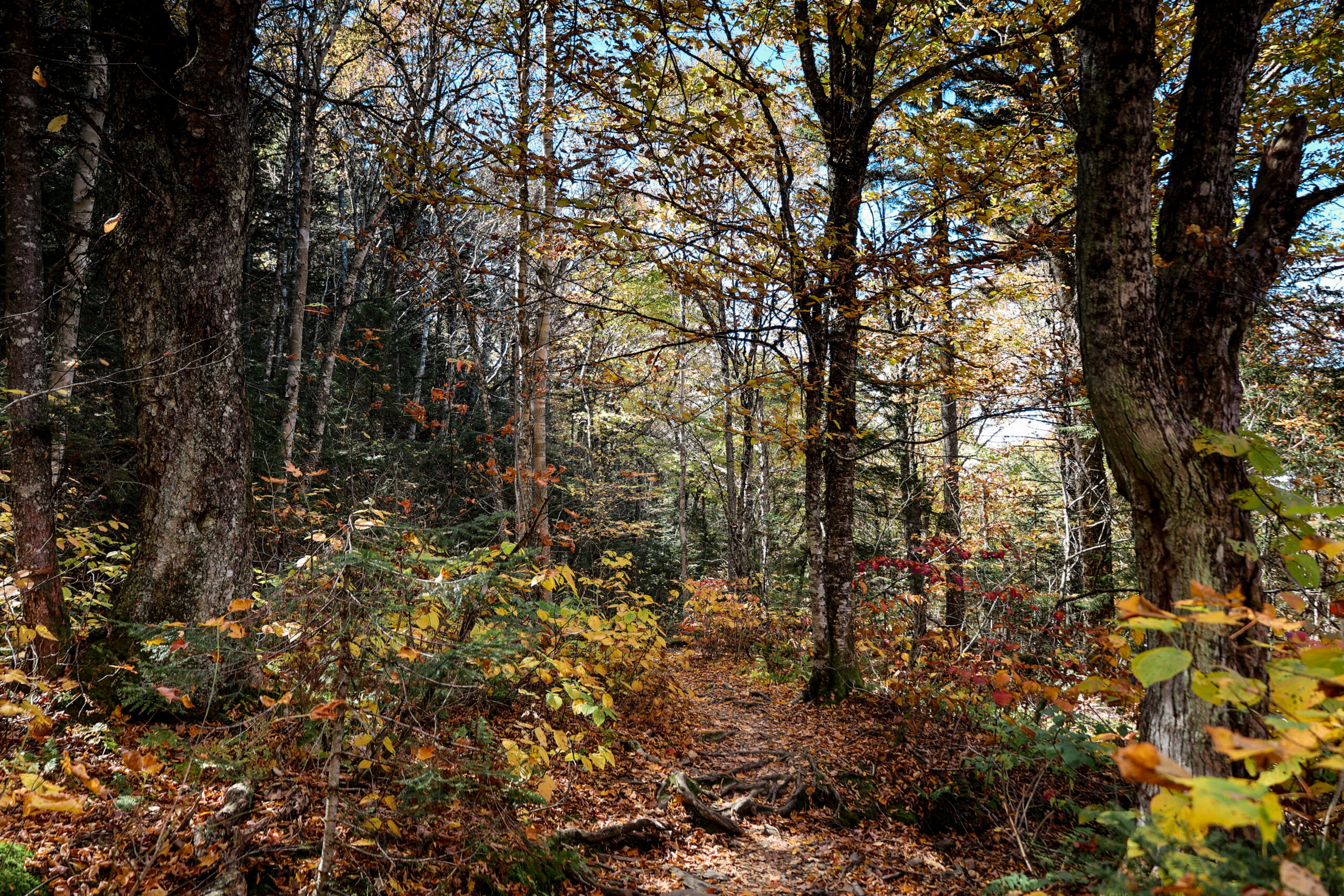 walking through the trees in fall