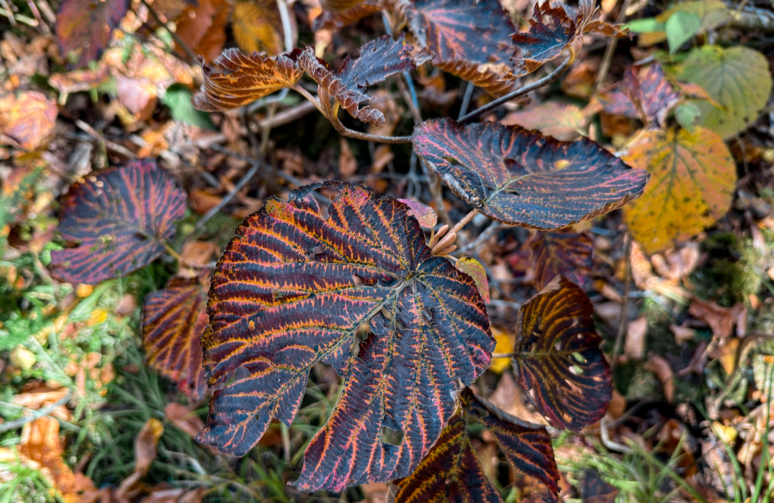fall foliage