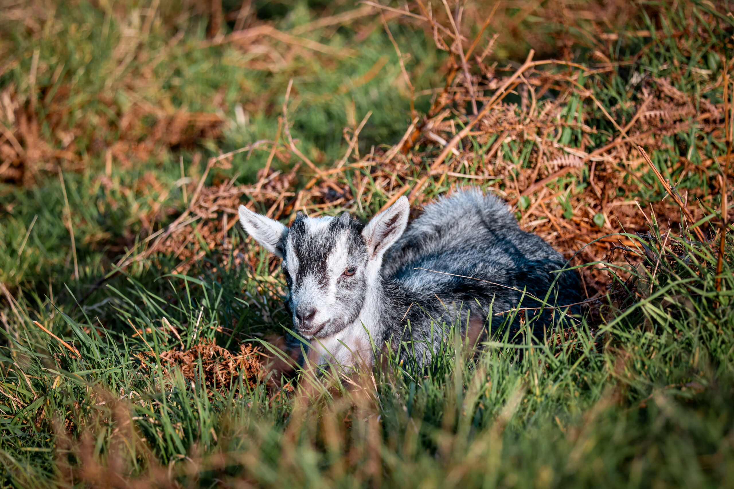 baby goat