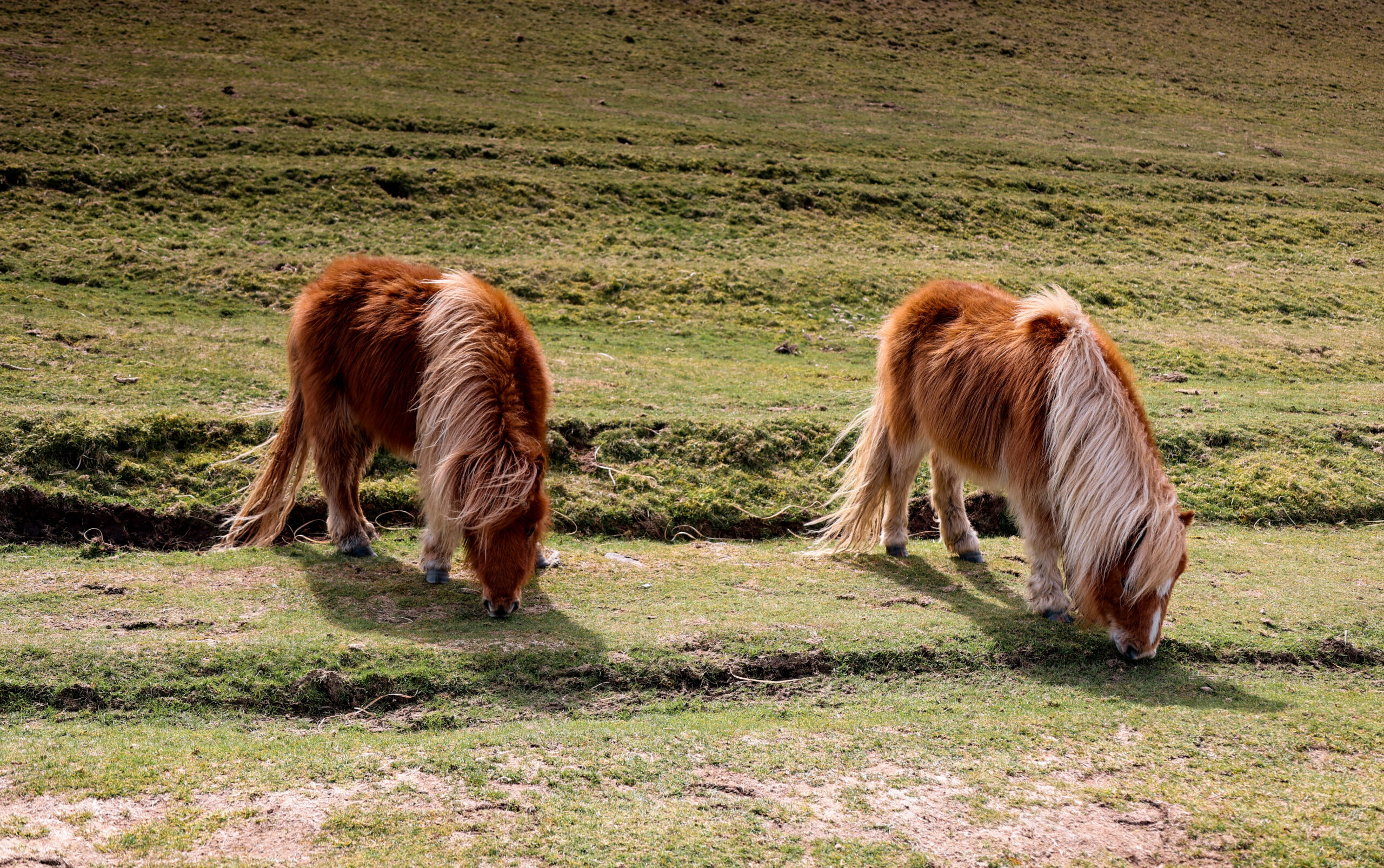 dartmoor ponies