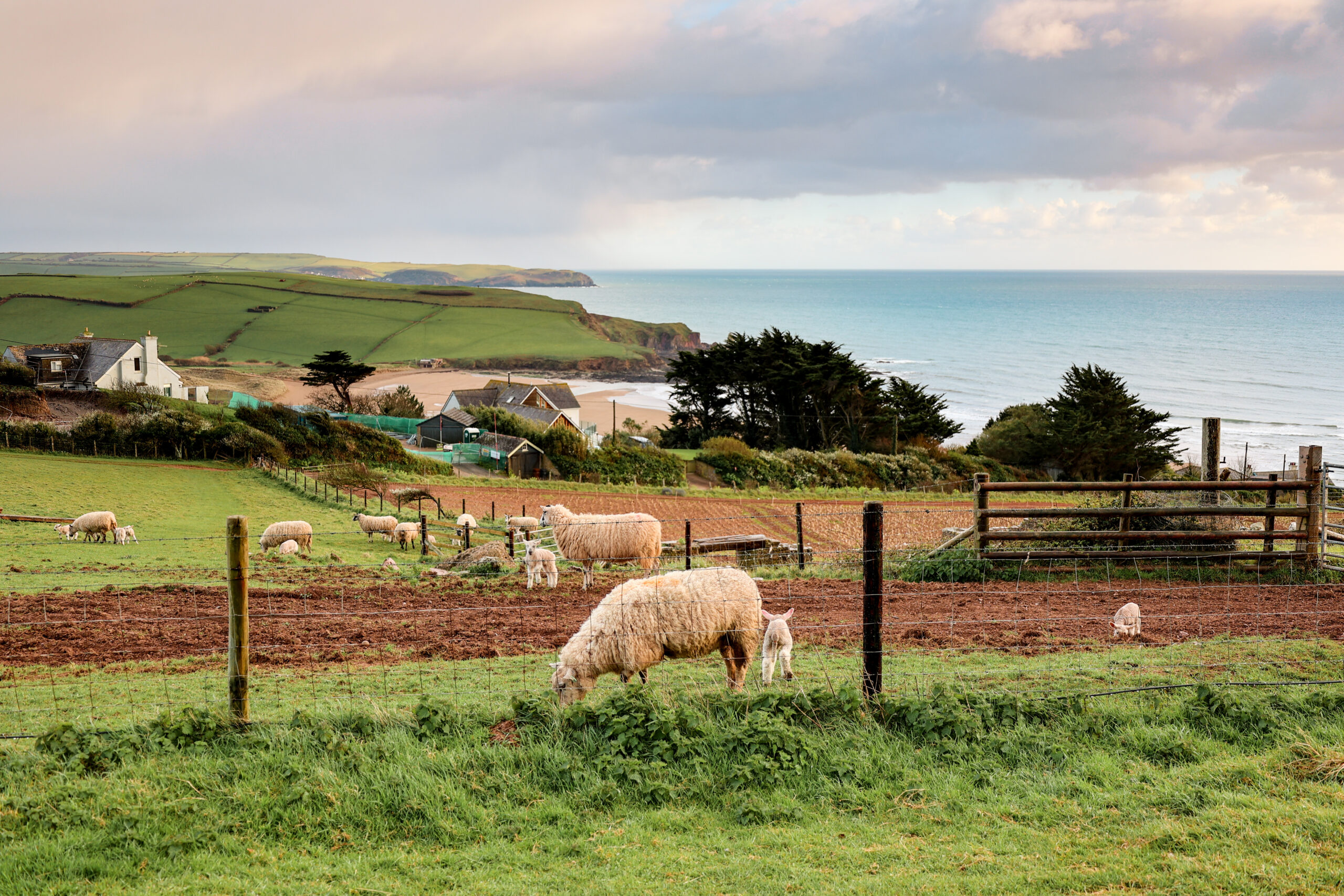 sheep and lambs